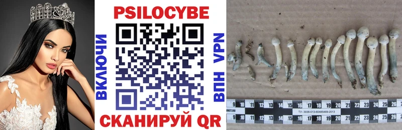 Купить где Верхоянск Псилоцибиновые грибы Psilocybe